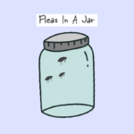 Flea in a jar