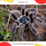 Bravery Without Warm-Ups: What Spider Therapy Taught Me About Immigration